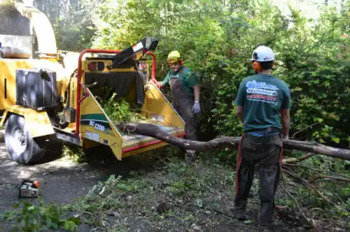 tree services Zephyrhills West